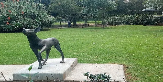 Phantom Dogs of South America