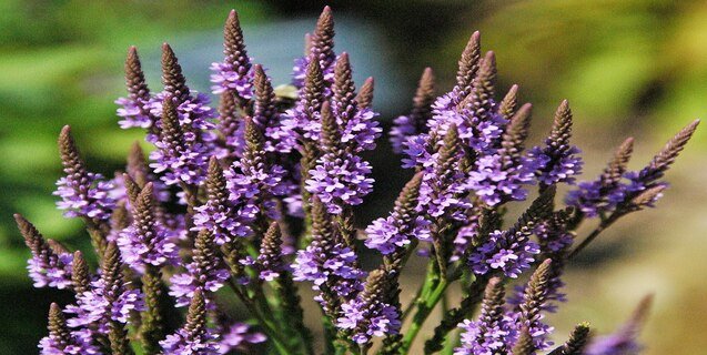 One of the Most Magical Plants: Vervain