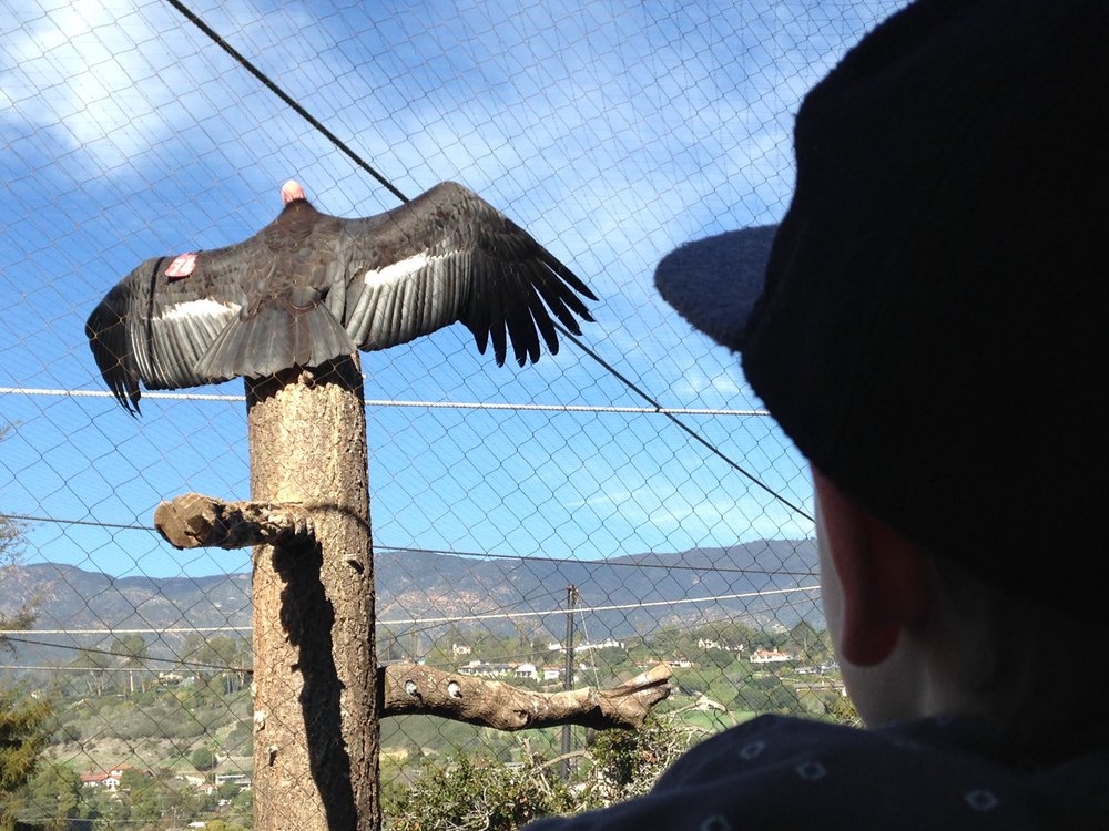  Scott’s son observing a California Condor at the Santa Barbara zoo. 