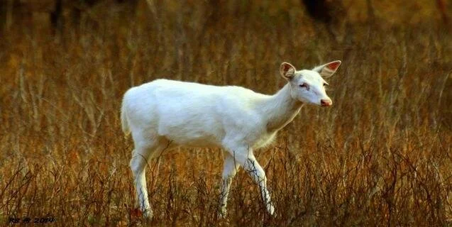 White Deer