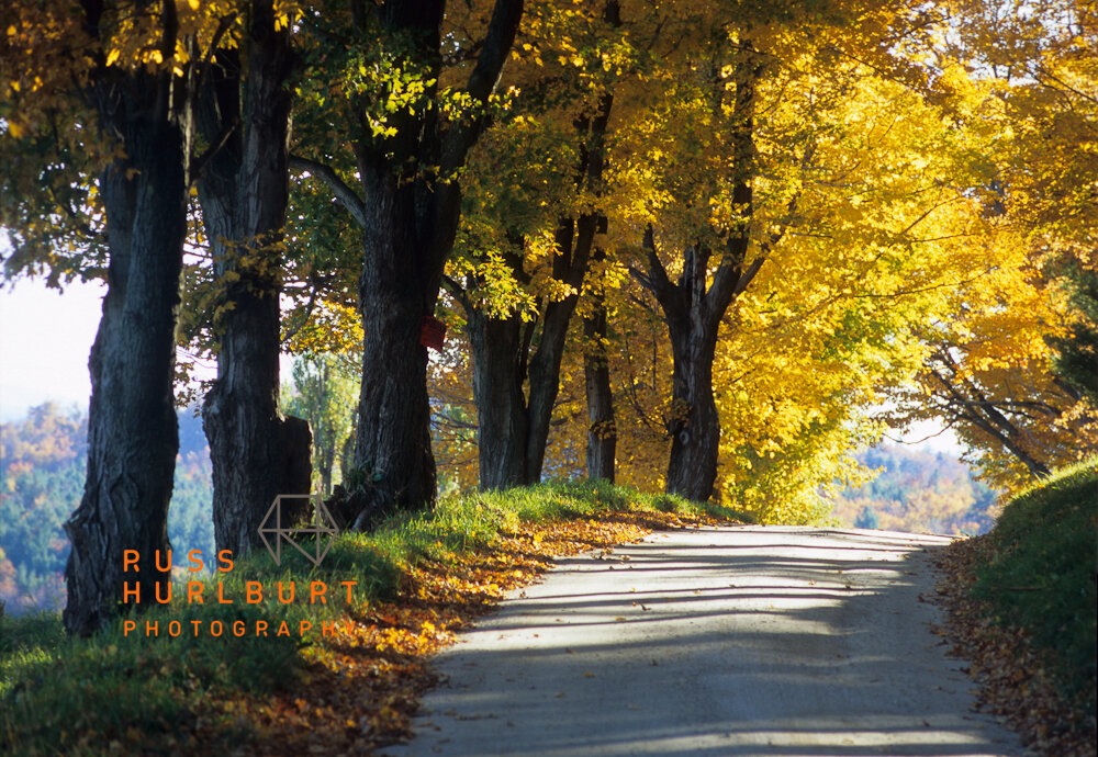 Maple Row