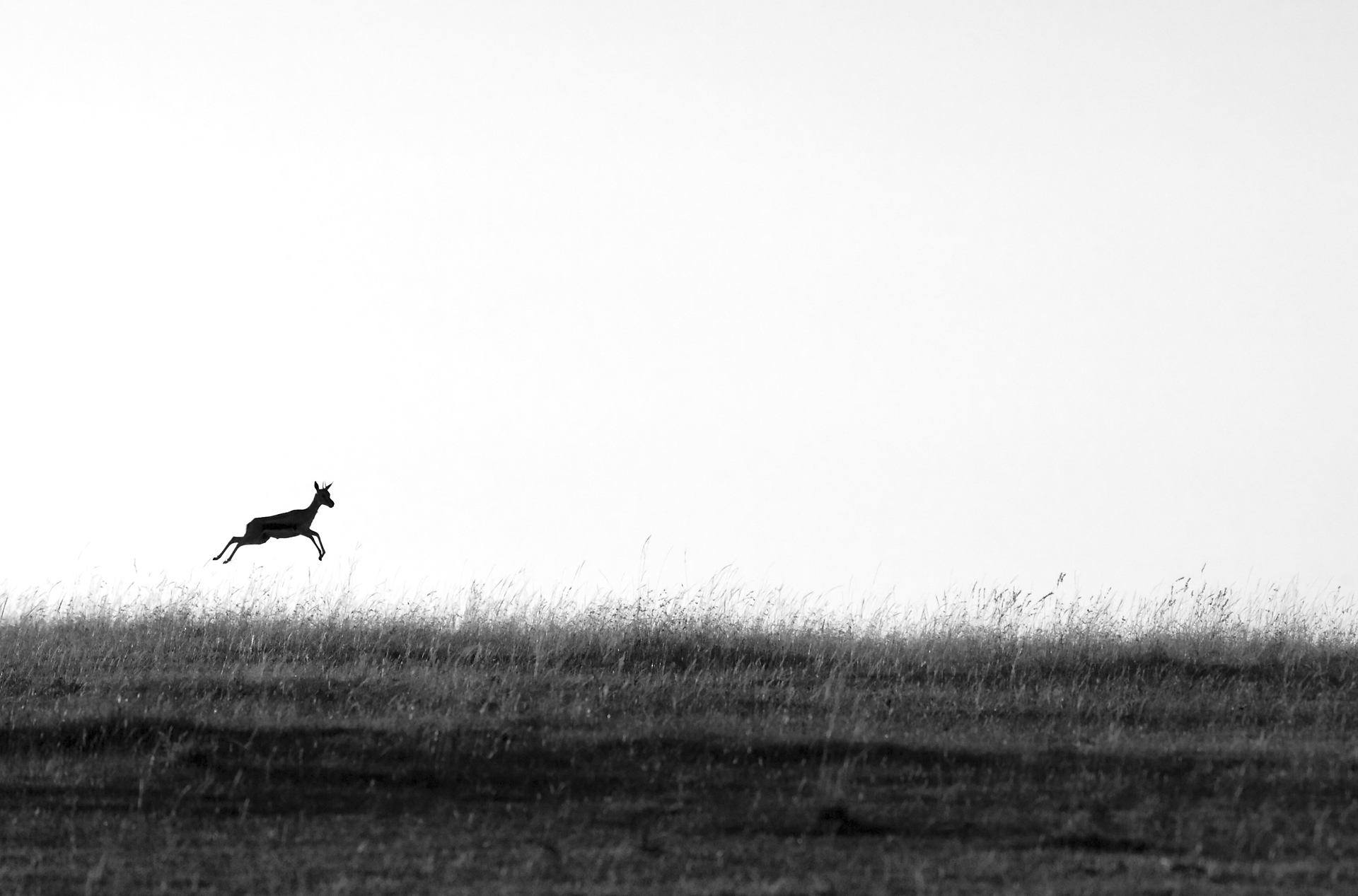  2011. Masai Mara, Kenya. 