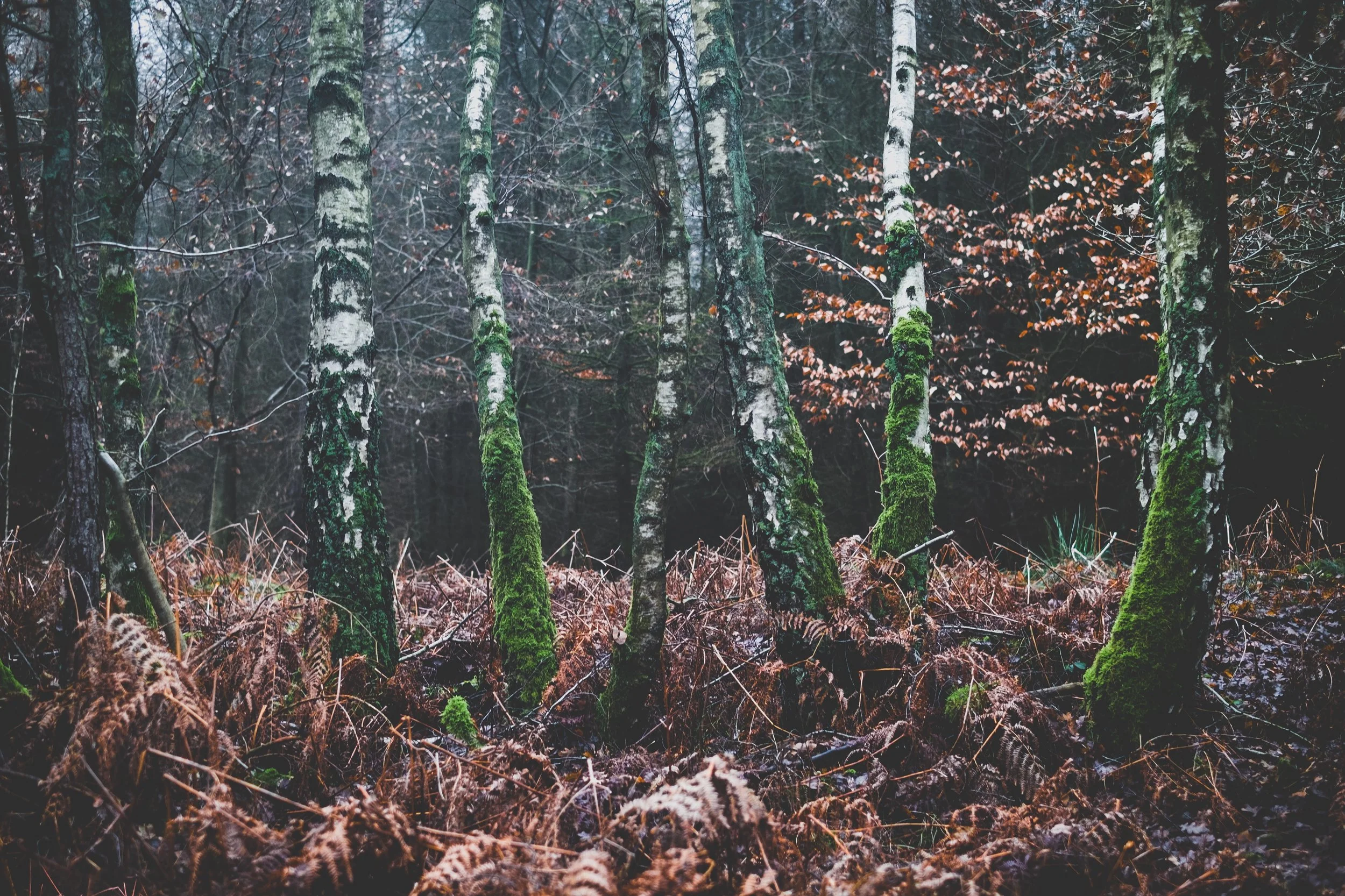 forest and ferns.jpg