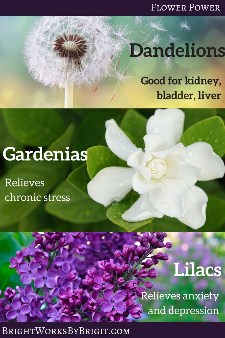 Flower power natural remedies: lilacs, dandelions and gardenias help with kidneys, bladder, liver, anxiety, depression and stress relief
