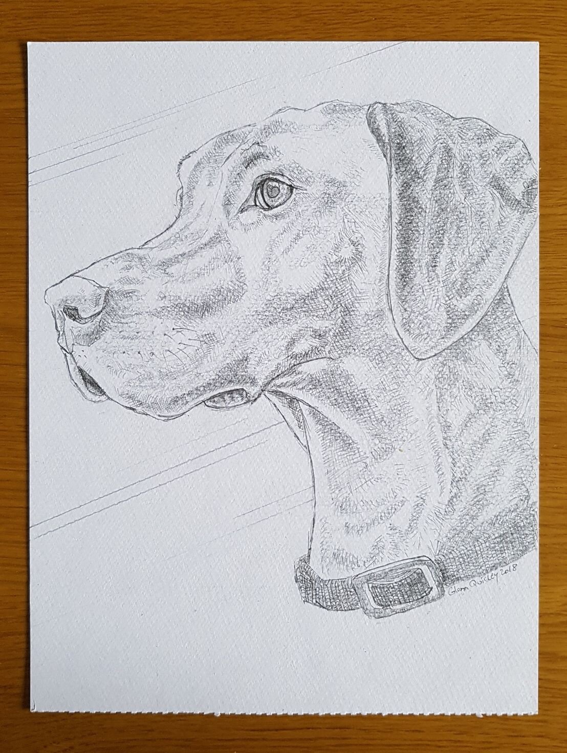 Pencil drawing of Willow, Chris Janaway's dog 2nd April 2018 ~20~01.jpg