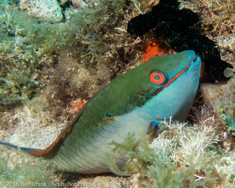 Immature Parrotfish