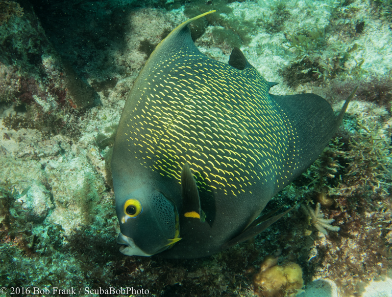 French Angelfish