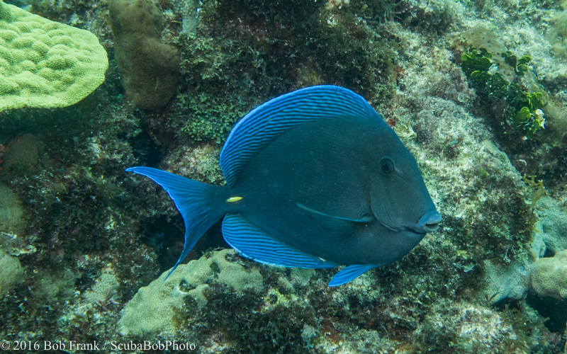 Blue Tang