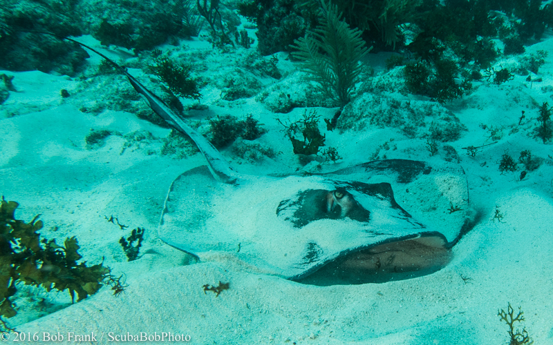 Stingray, probably a Southern Stingray