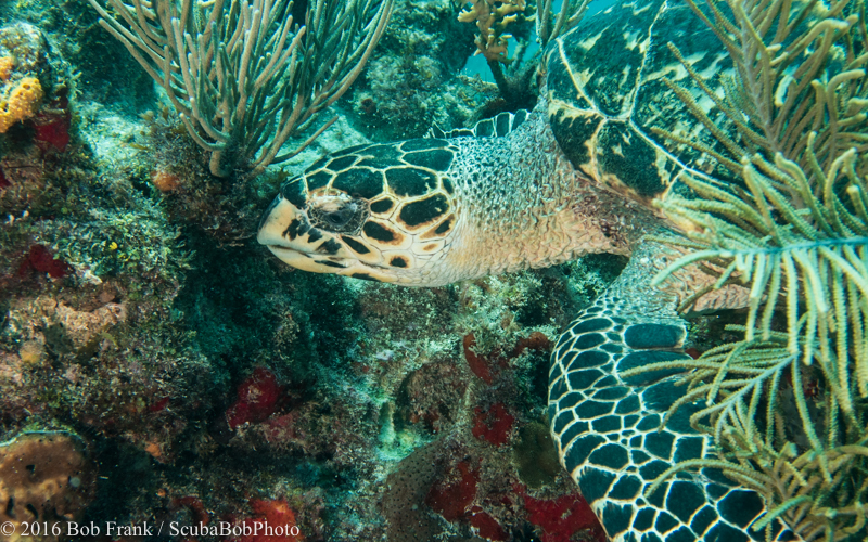 Hawksbill Turtle