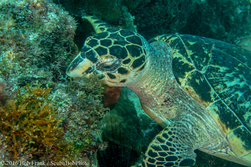 Hawksbill Turtle