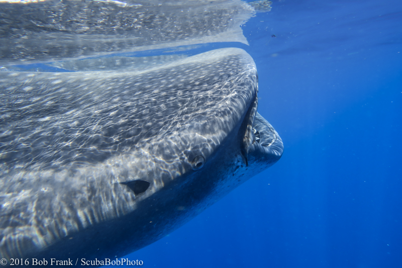 Whale Shark