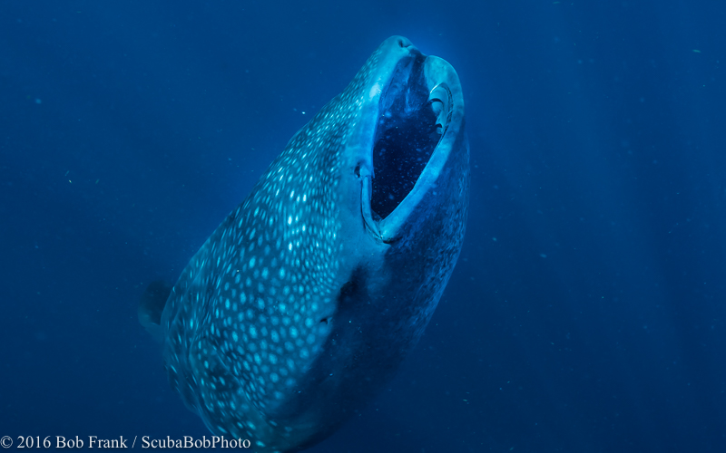 Whale shark "bottling"