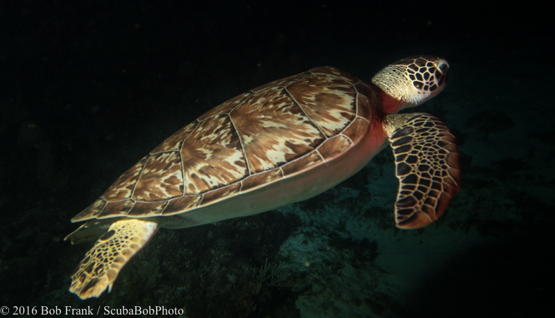 Green Turtle