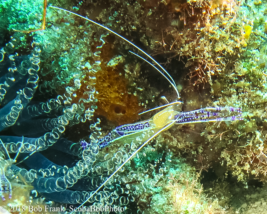 Pederson Cleaner Shrimp