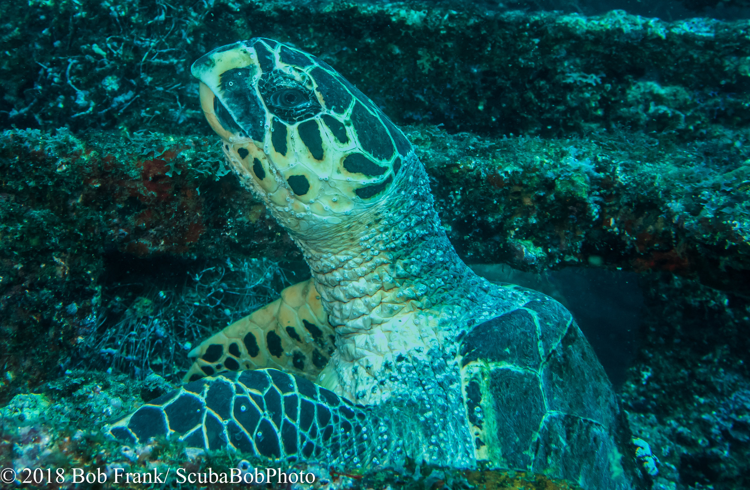 Hawksbill Turtle