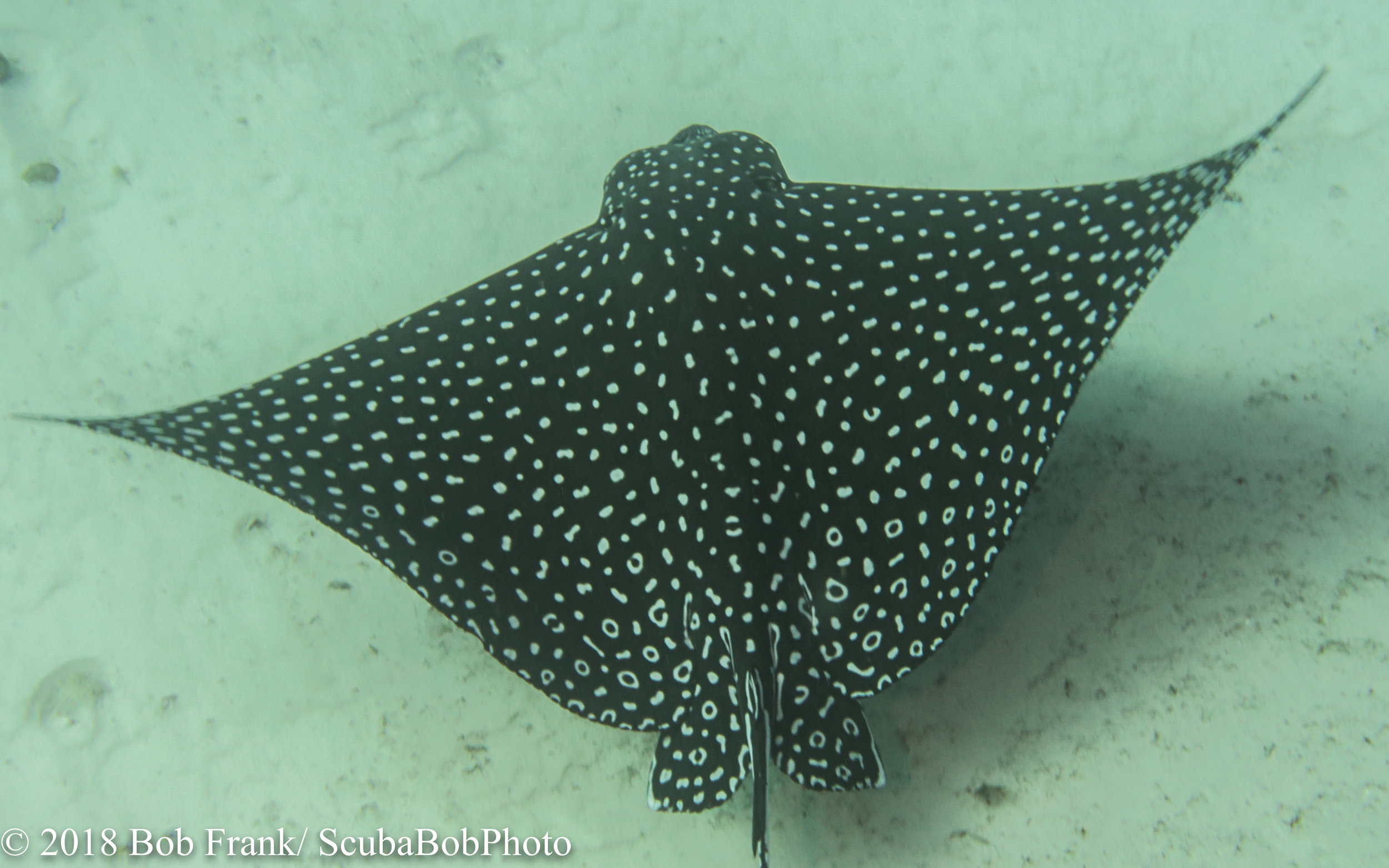 Spotted Stingray at C-58 Wreck