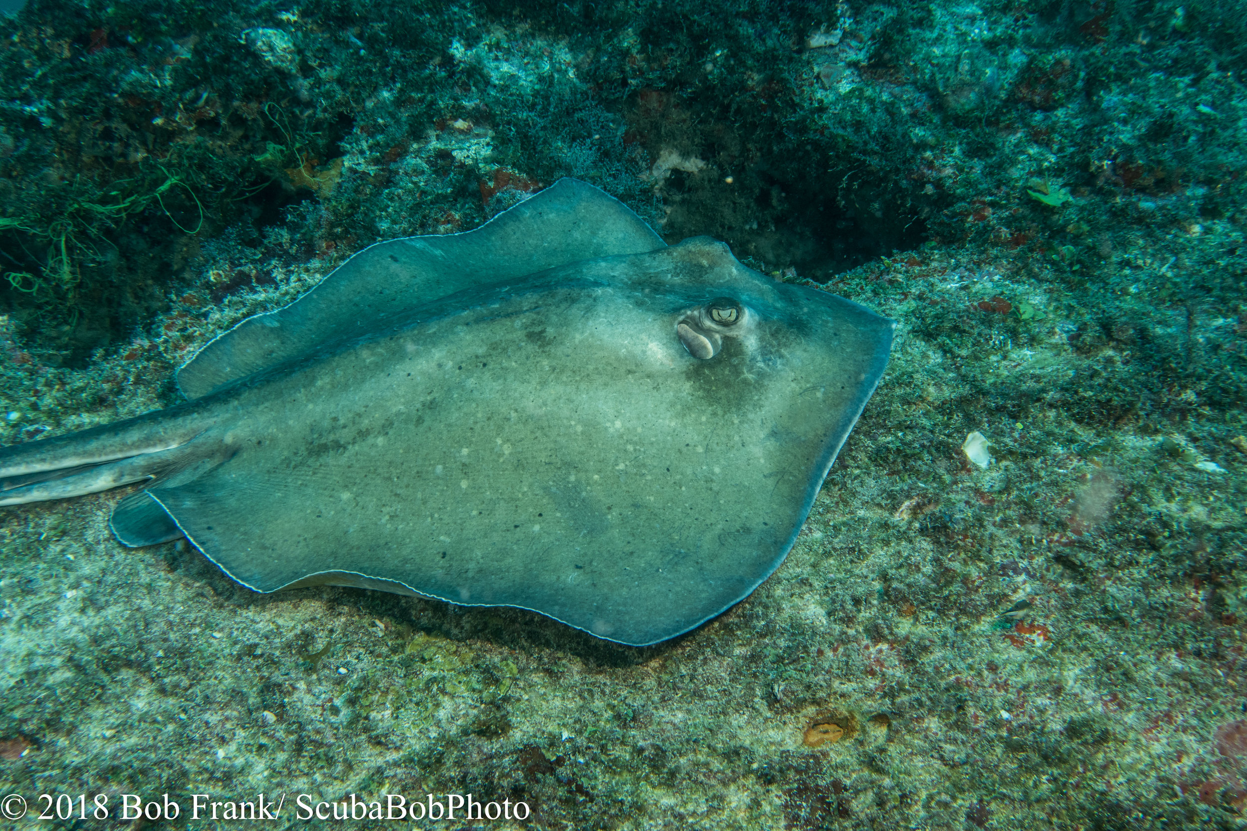 Stingray