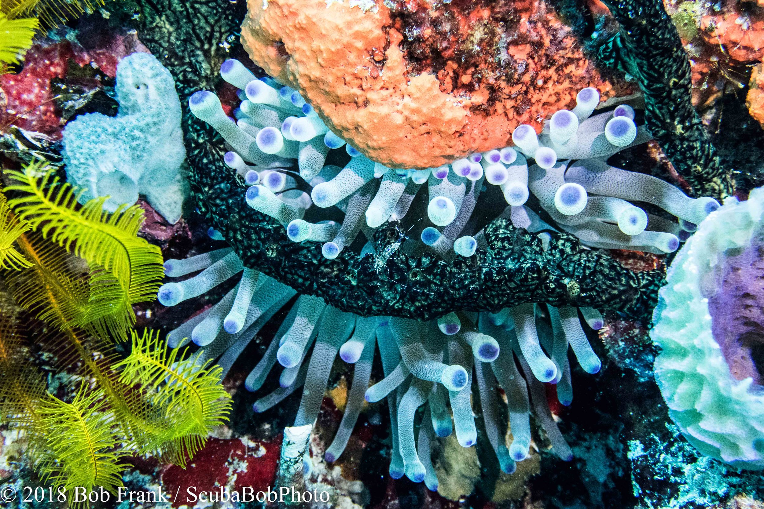 Anemone with cleaner shrimp