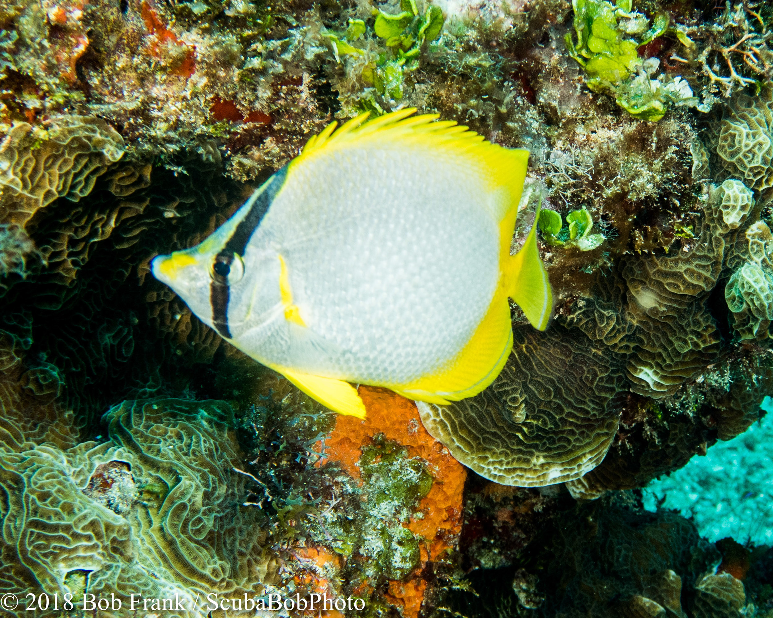 Spotfin Butterflyfish