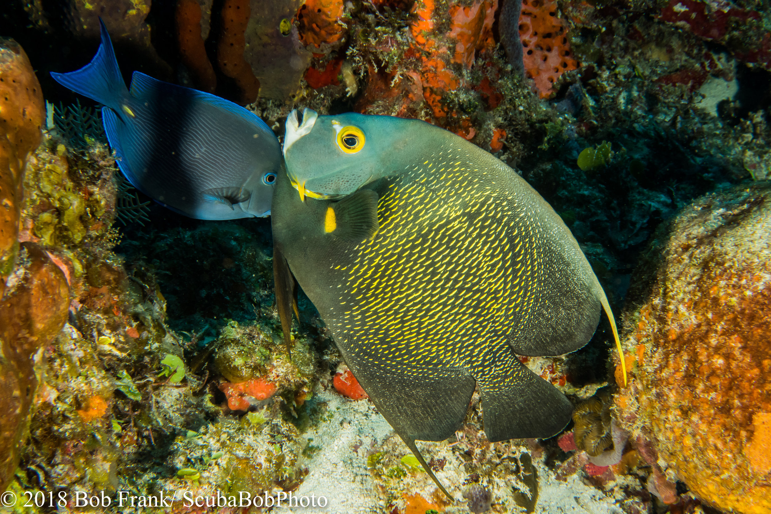 Blue Tang and French Angelfish