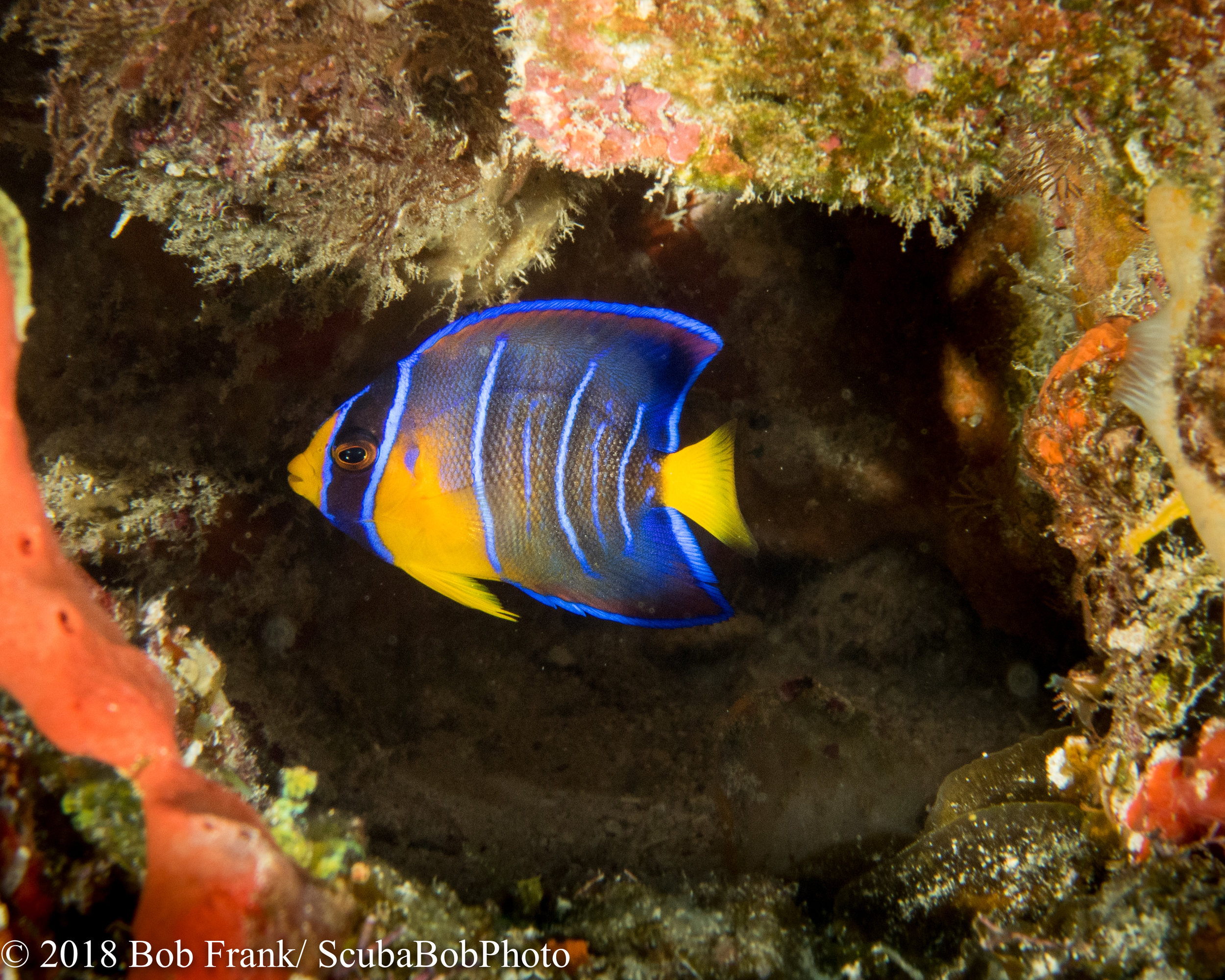 French Angelfish Juvenile