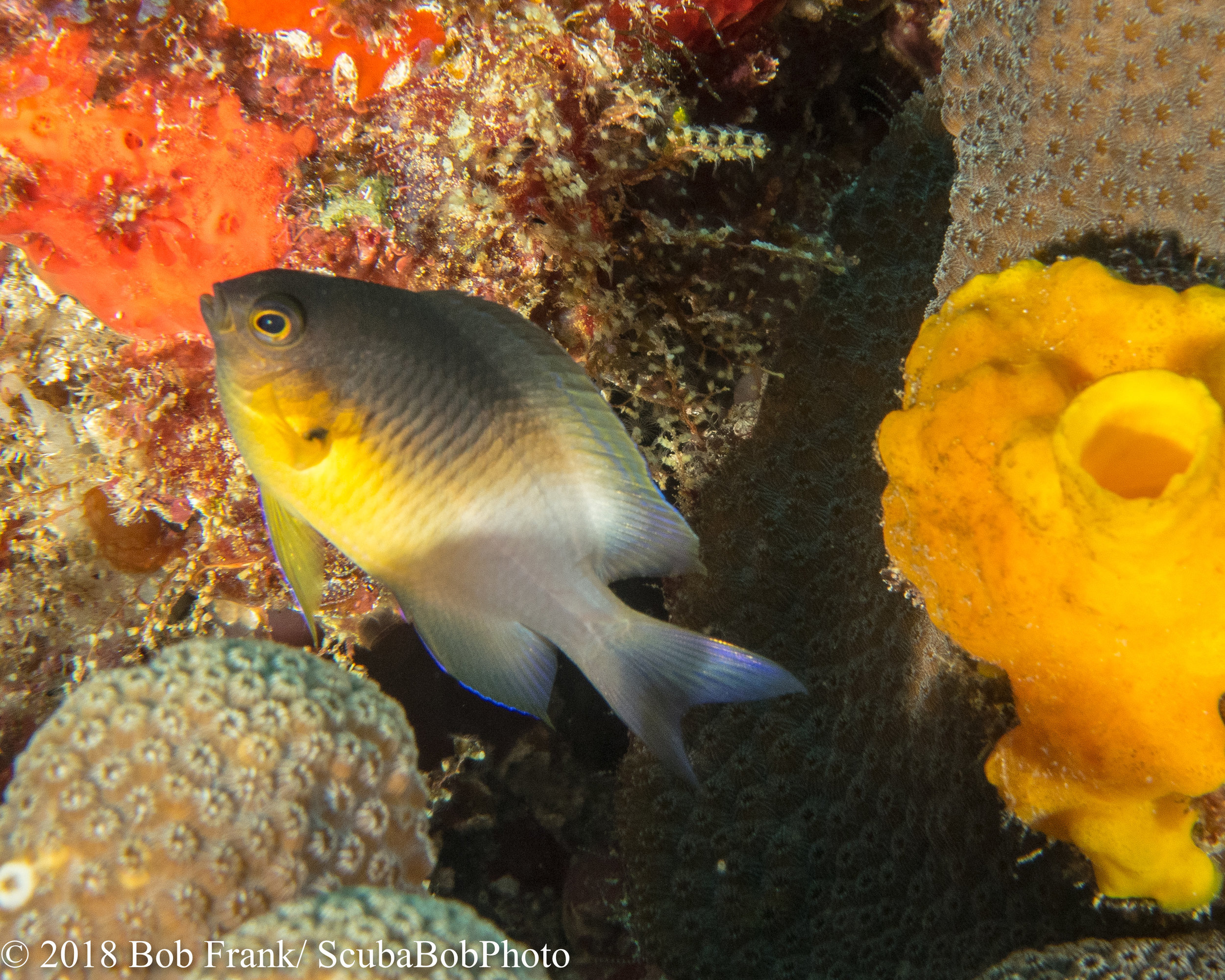 Bicolor Damselfish