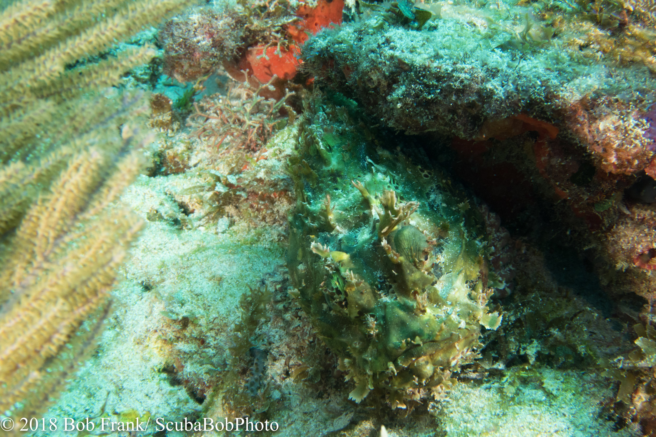 Scorpionfish--Can you find it?