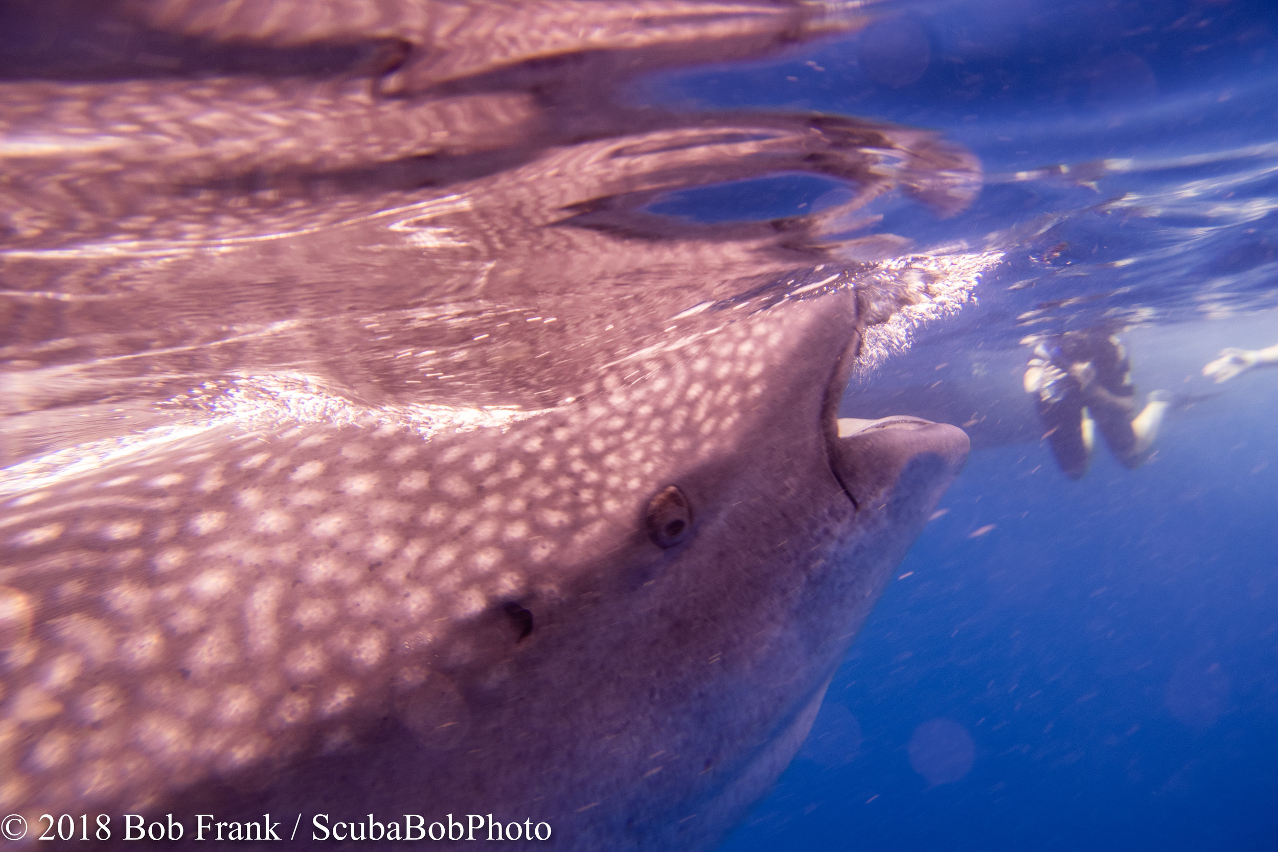 Whale Shark