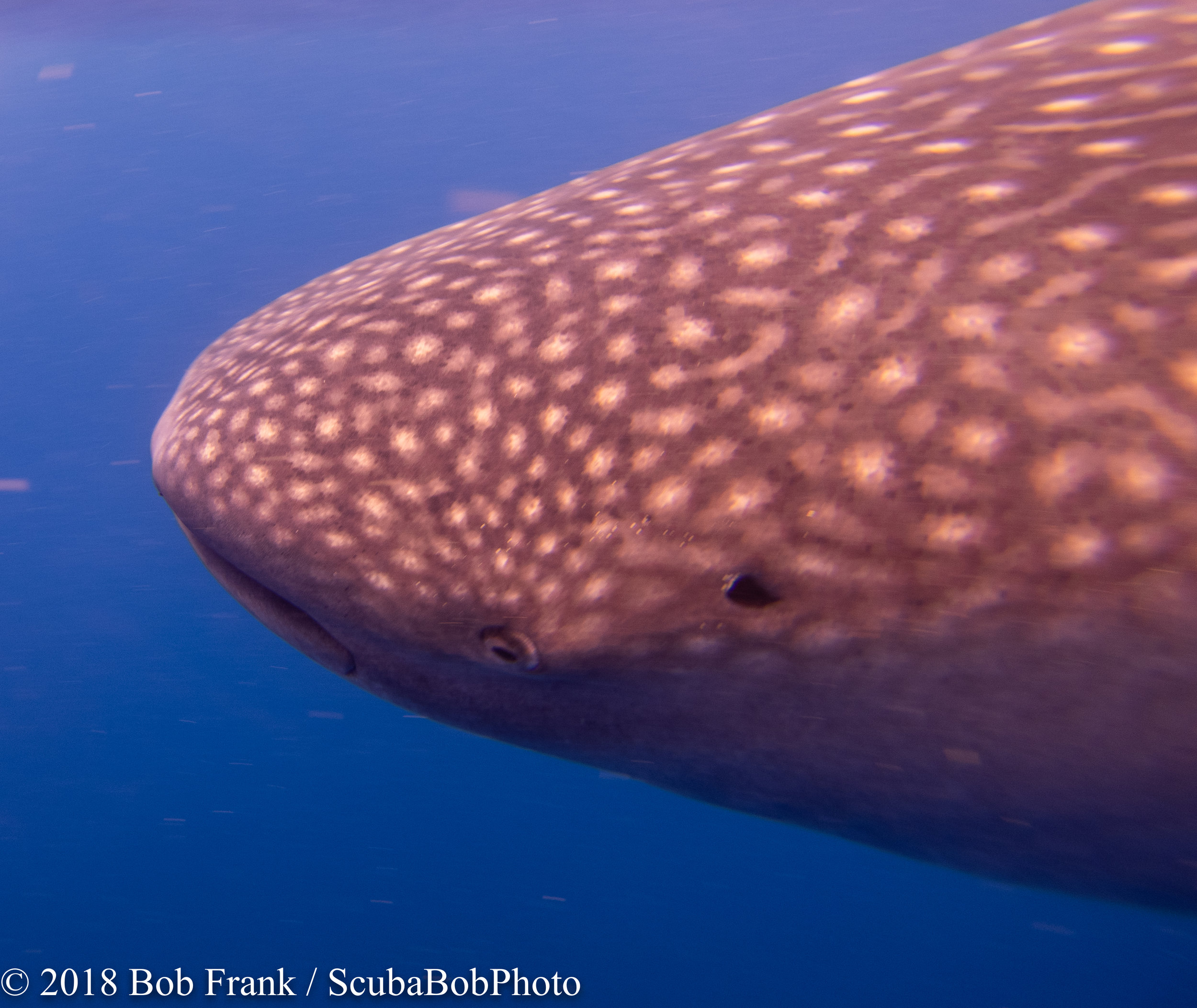 Whale Shark