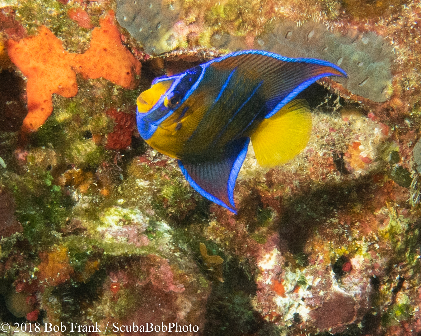 Juvenile Queen Angelfish