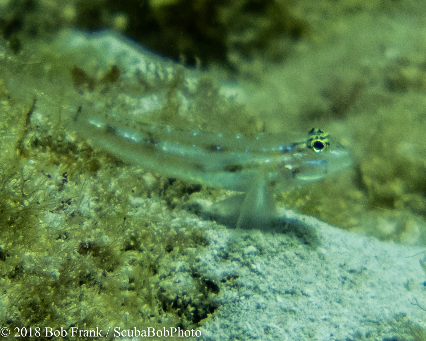 Bridled Goby