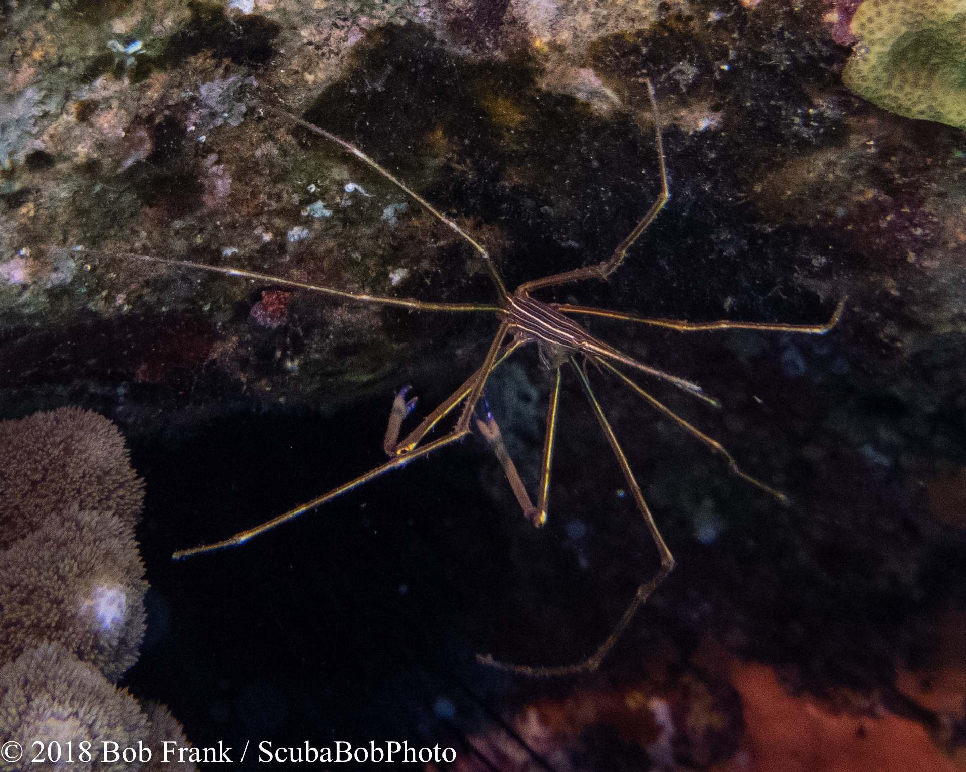 Pederson Cleaner Shrimp