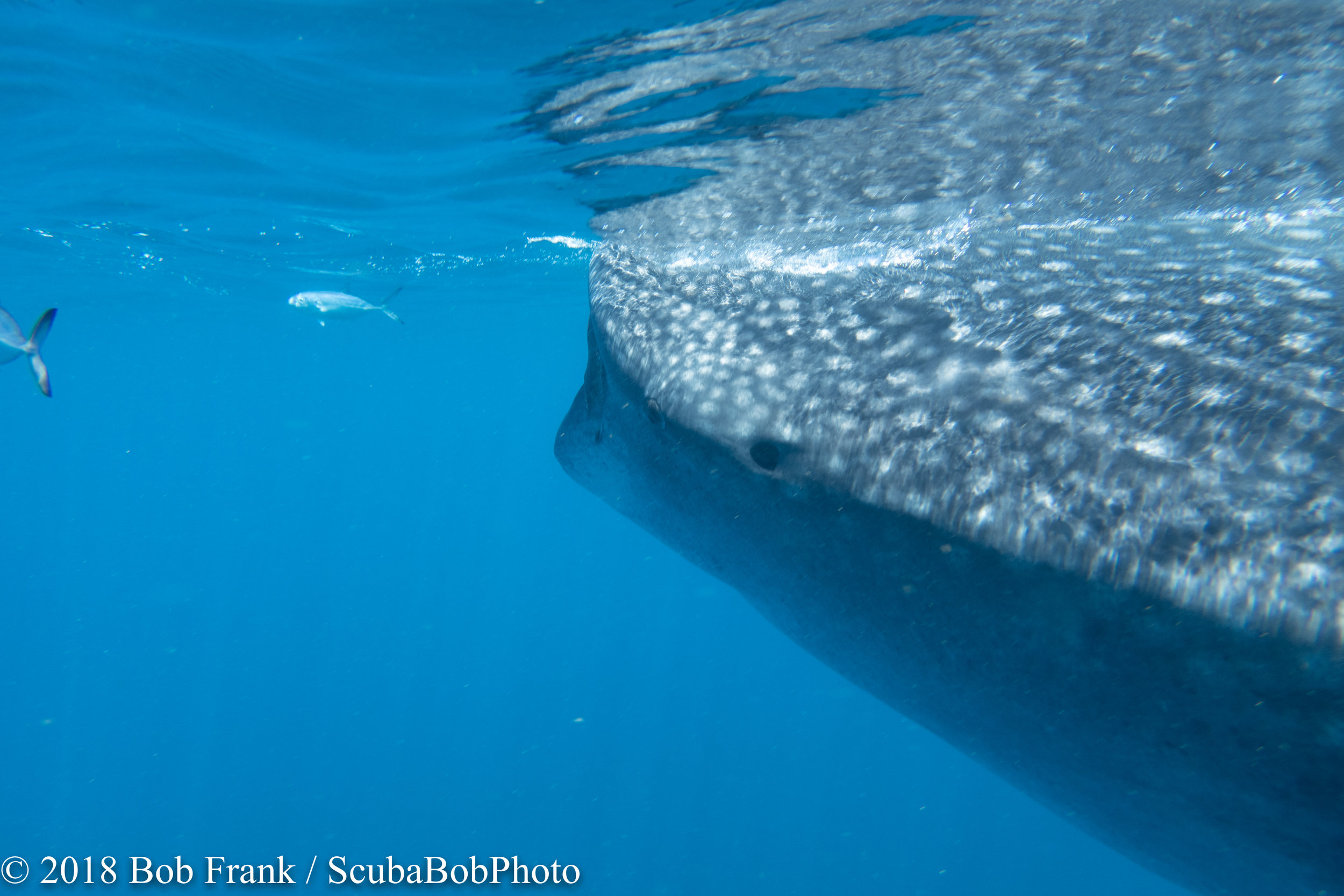 Whale Shark