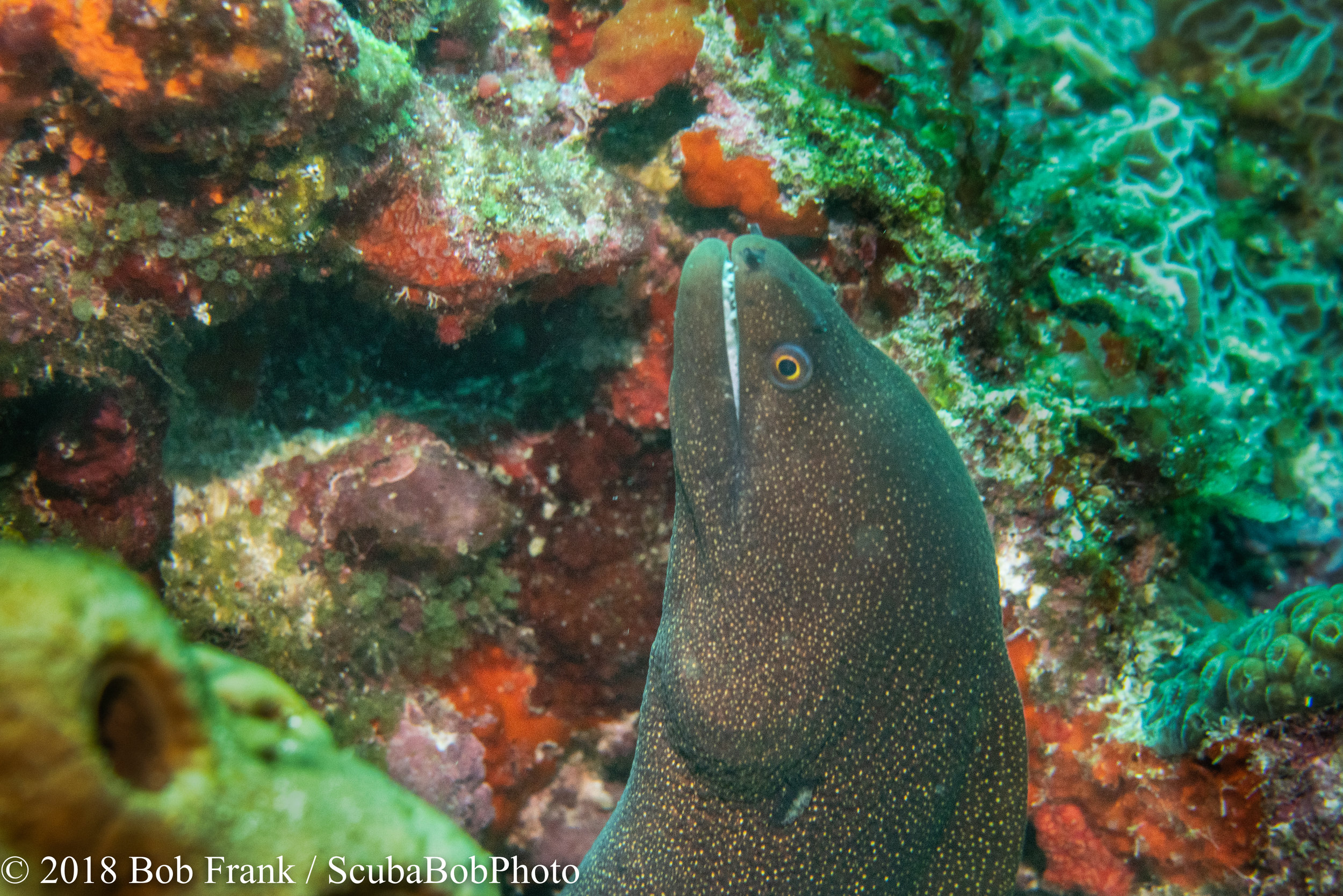 Goldentail Eel