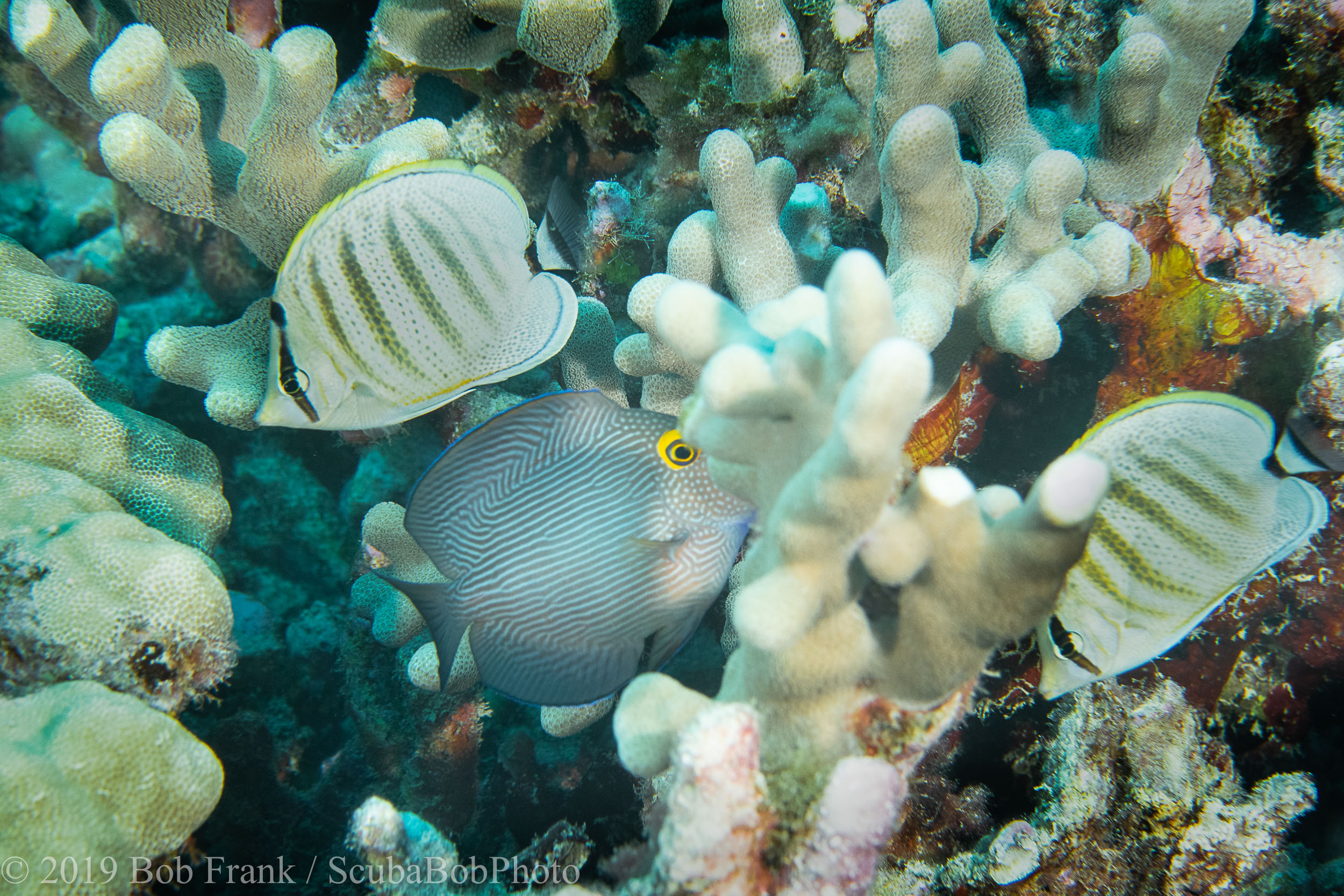 Multiband Butterflyfish (left and right) and Goldring Surgeonfish (center)