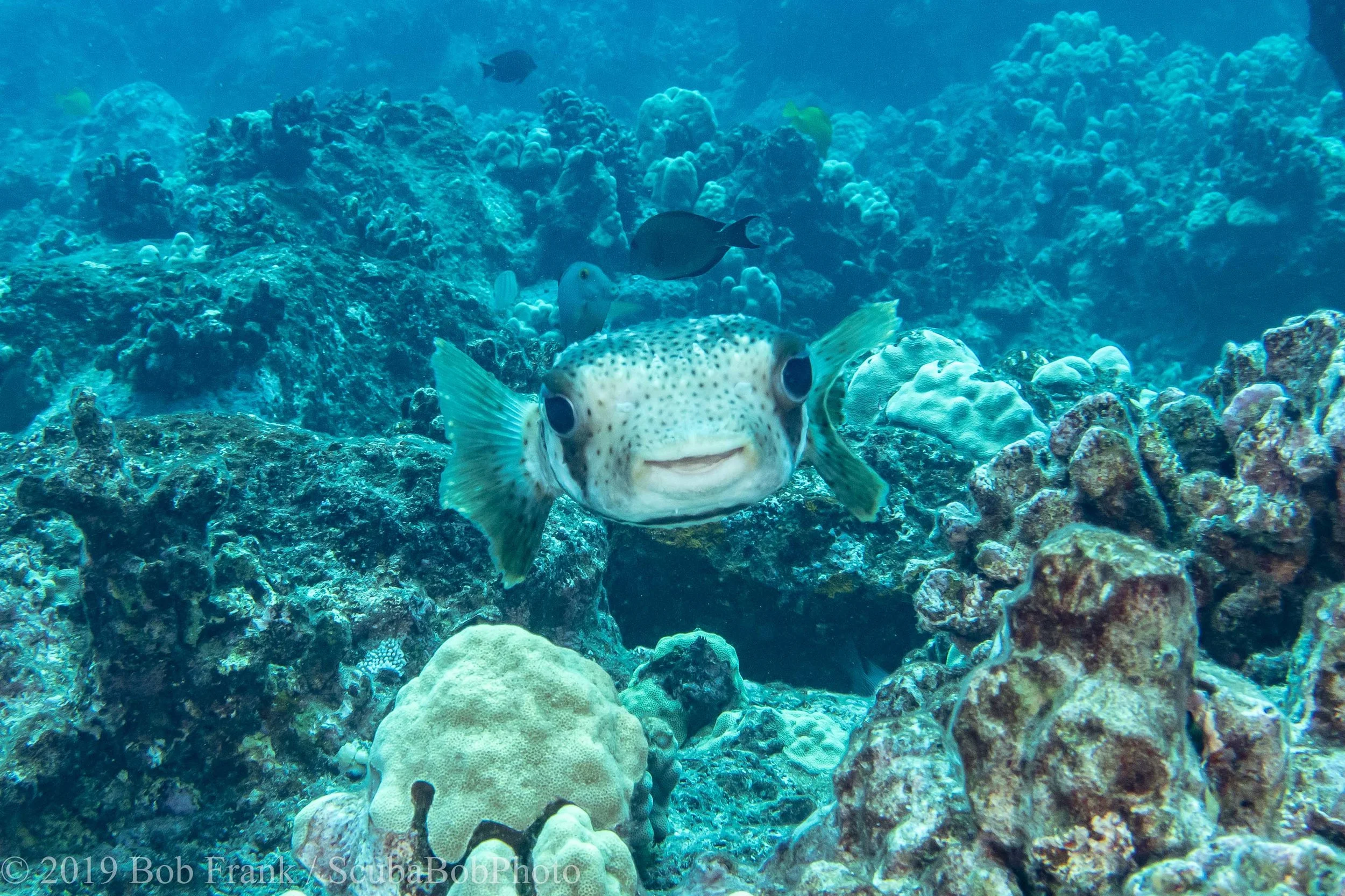 Hawaii Stripebelly Puffer