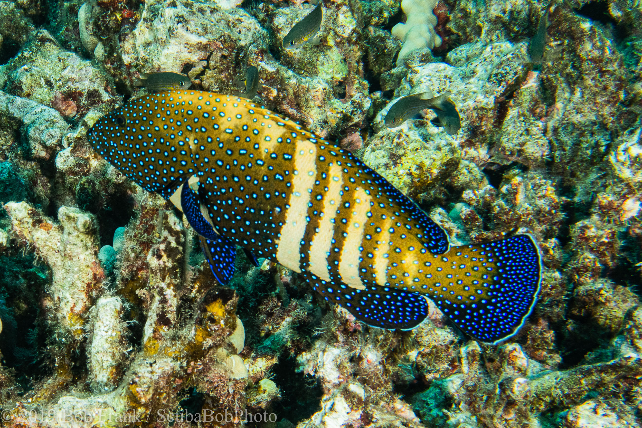 Adult Peacock Grouper