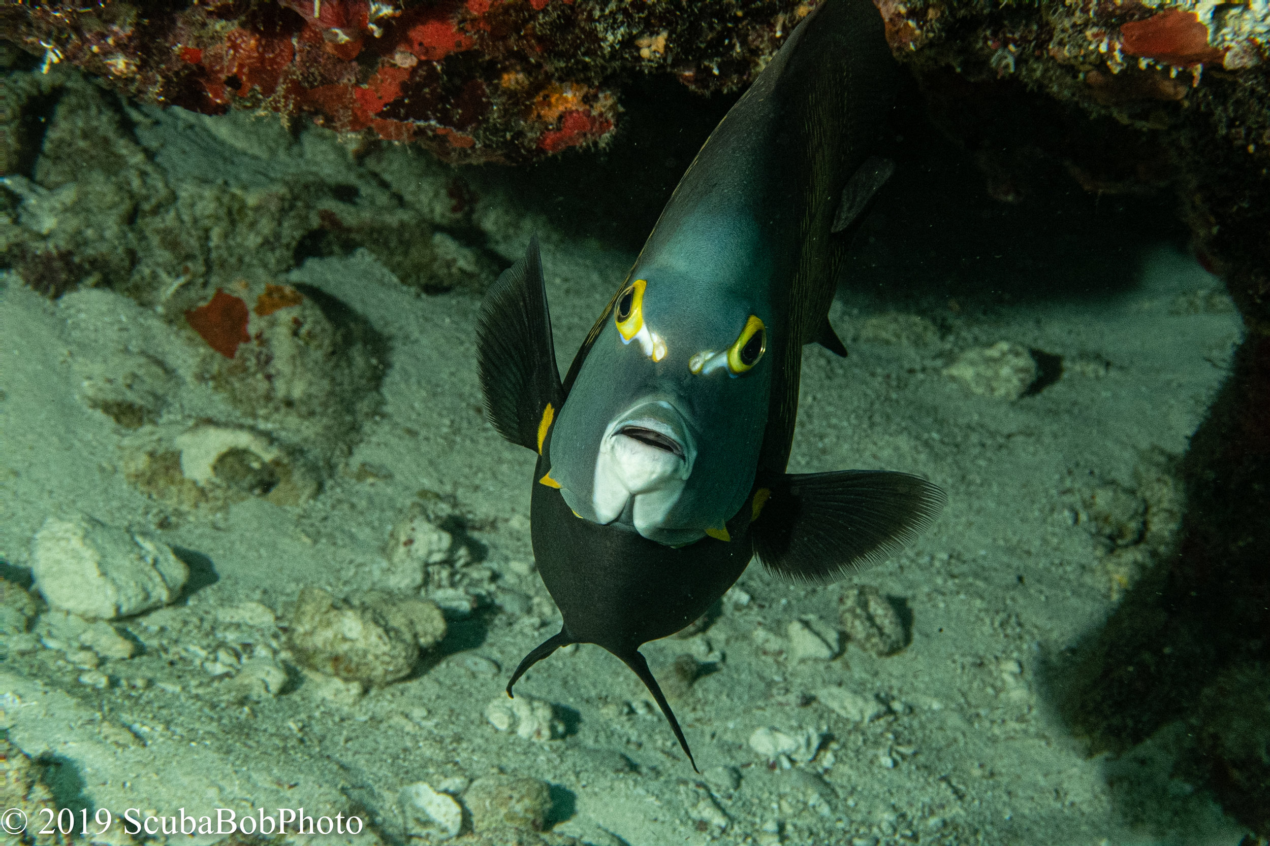 French Angelfish