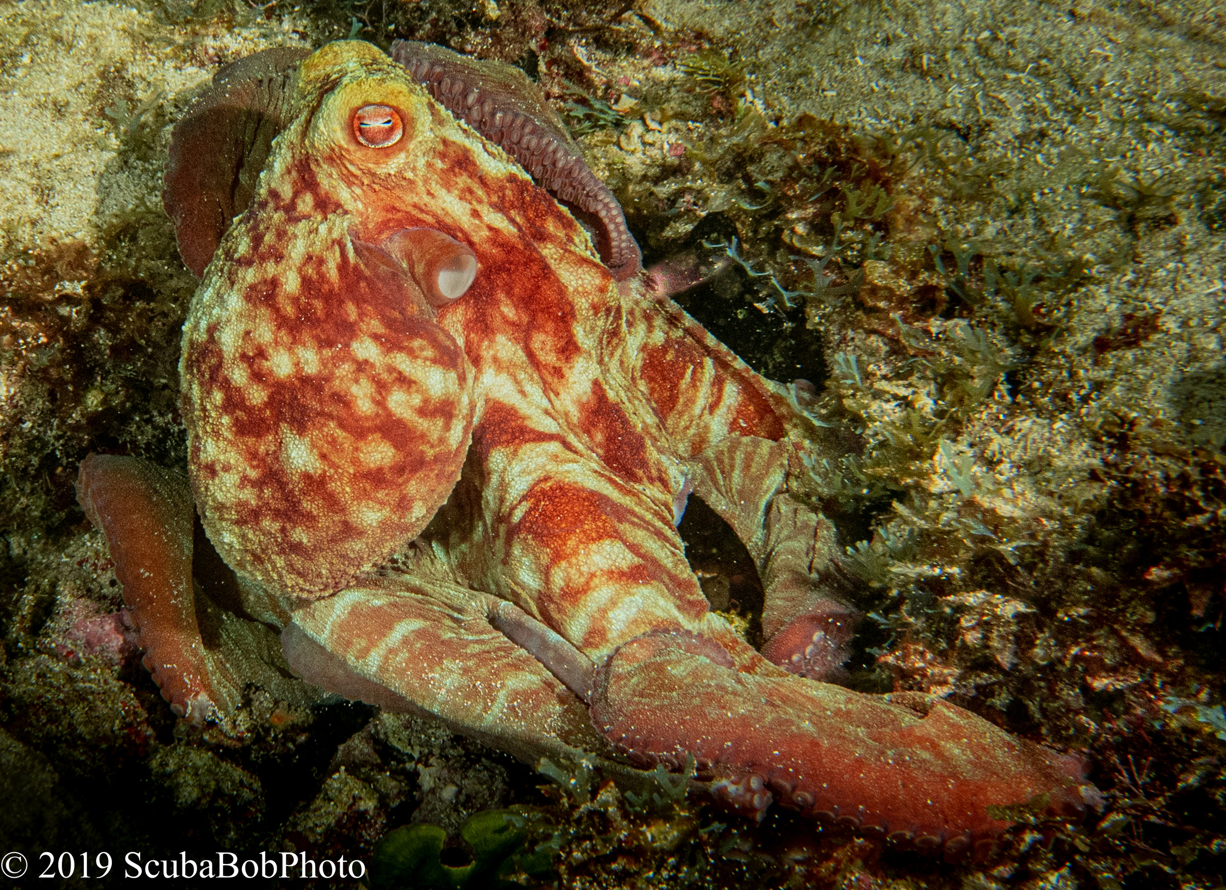 Same Octopus but it had changed colors