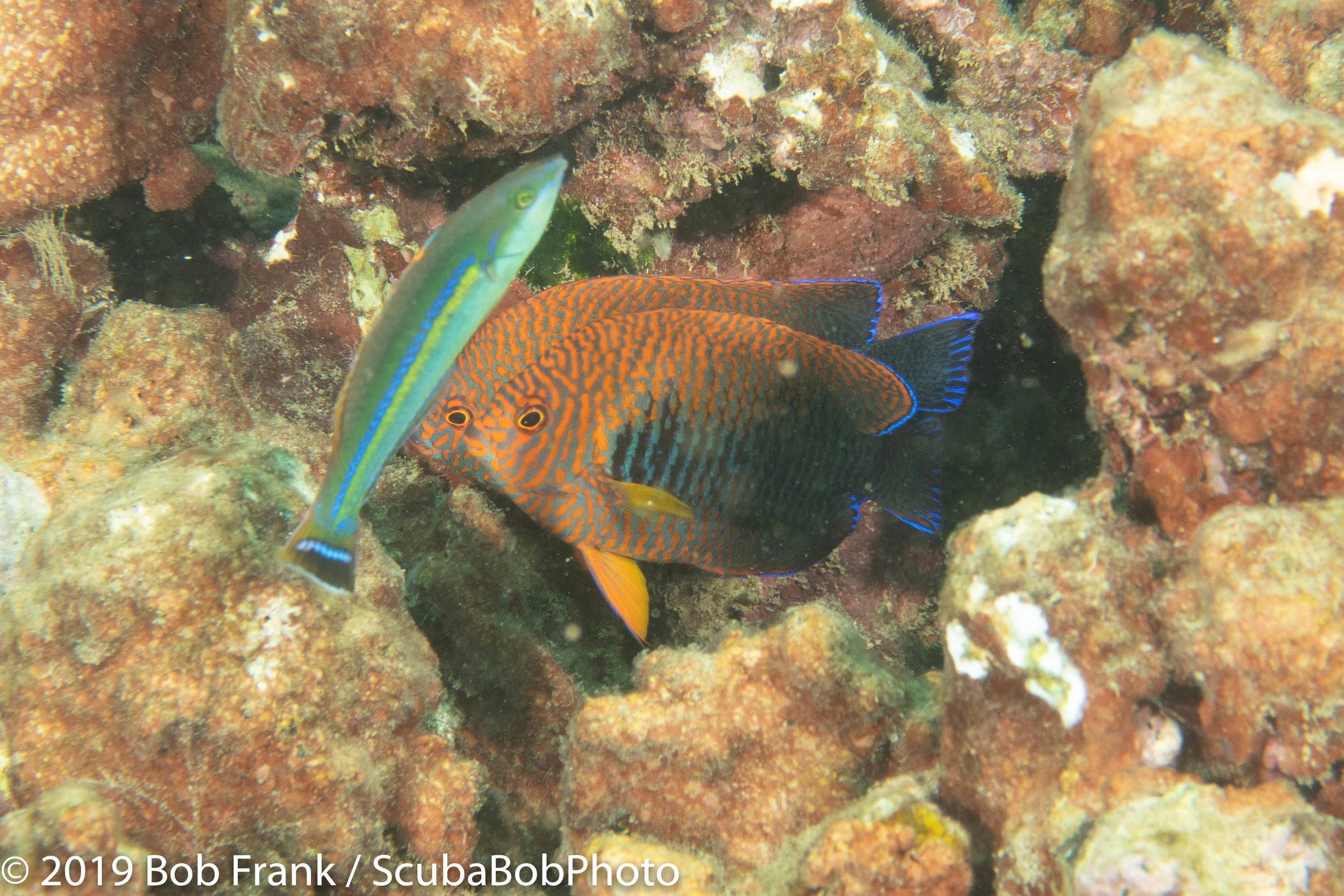 Belted Wrasse (Left) and Potters Angelfish