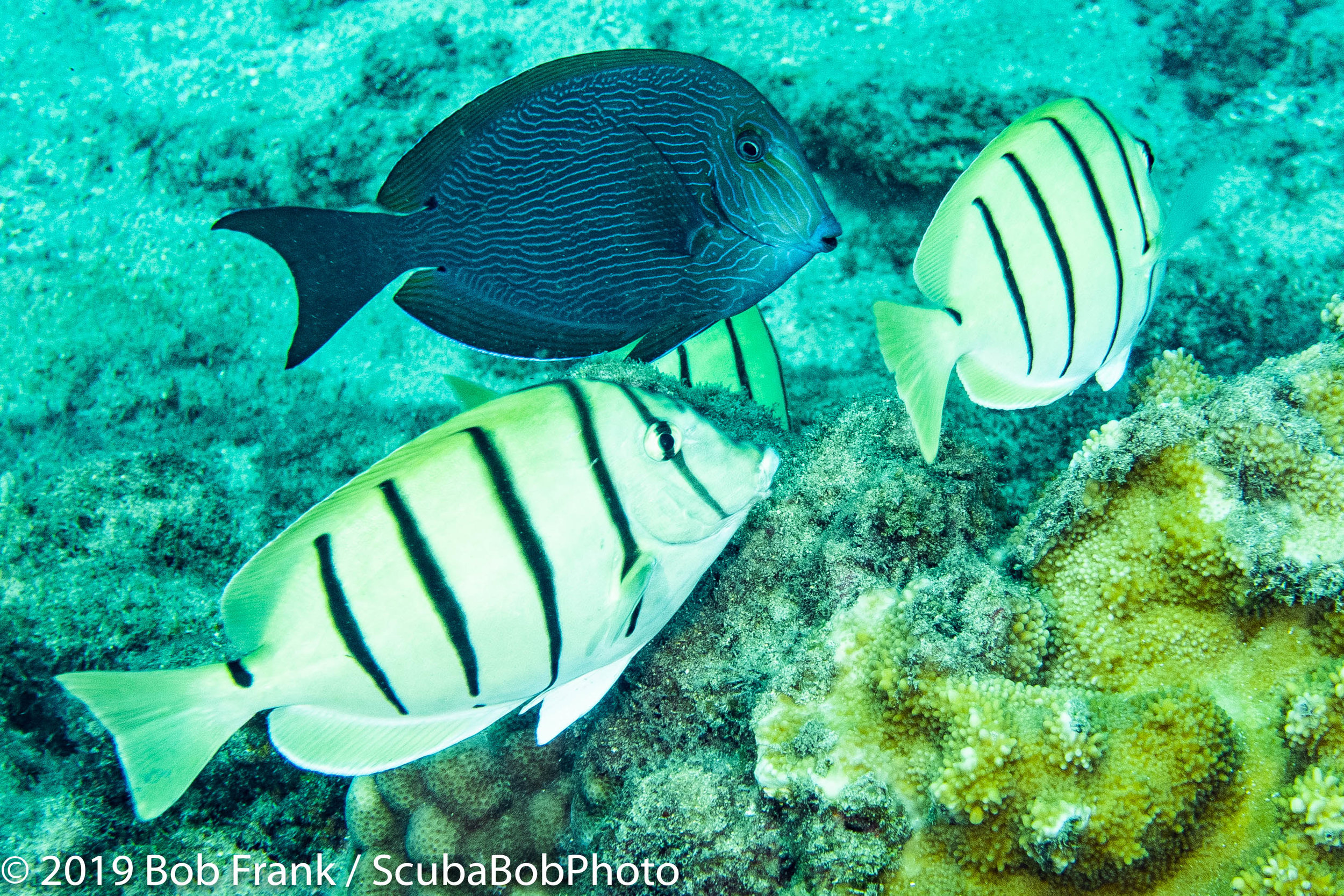 Blueline Surgeonfish and Convict Tangs