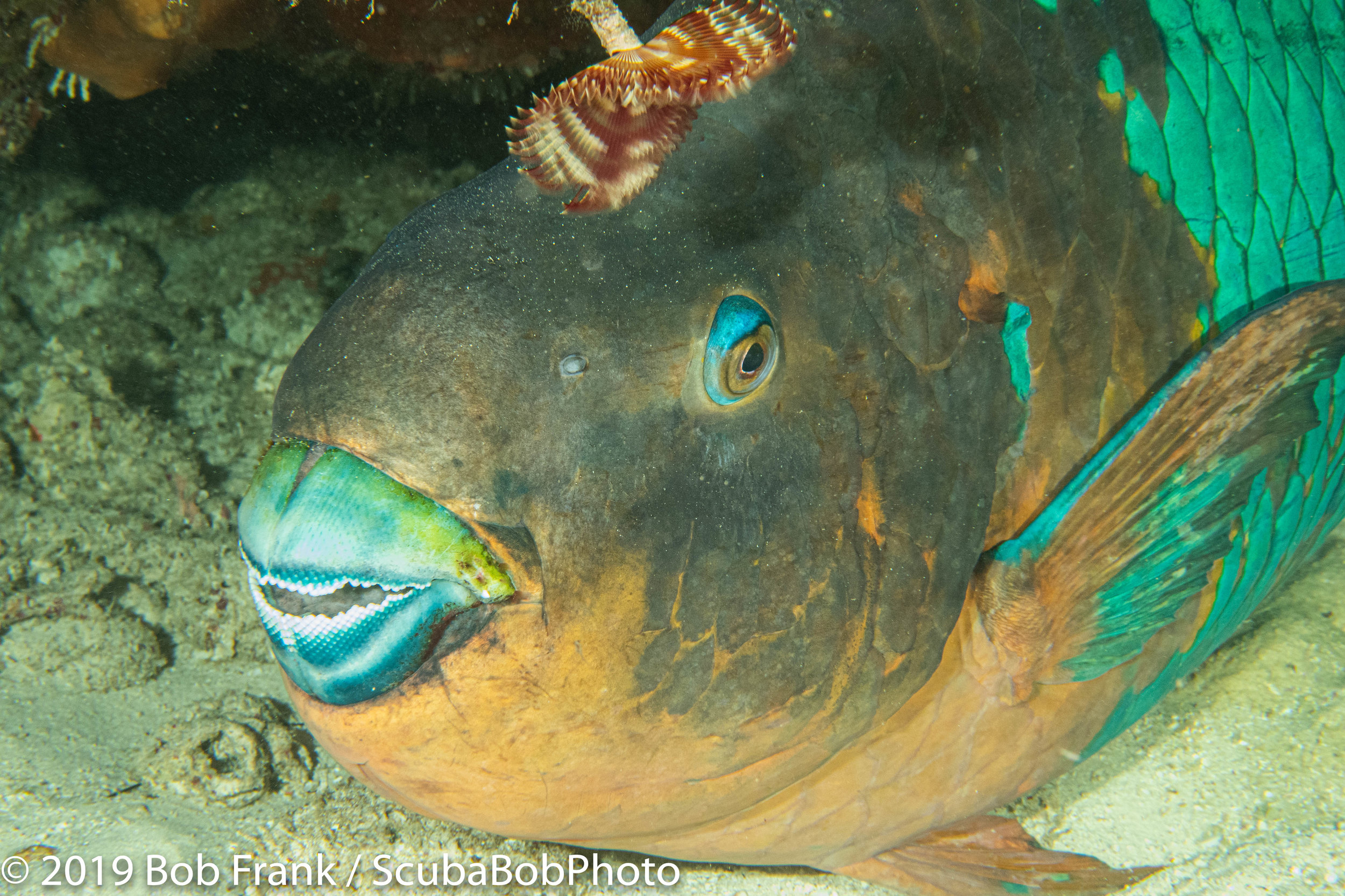 Rainbow Parrotfish