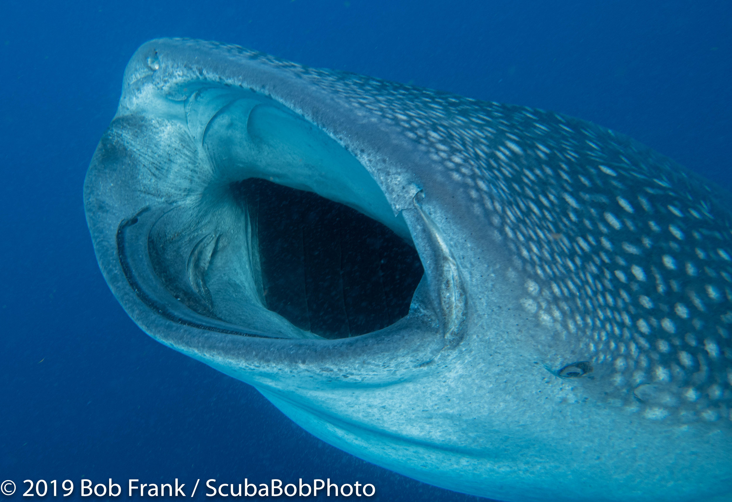 Whale Shark