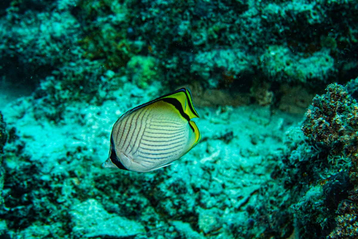 Vagabond Butterflyfish