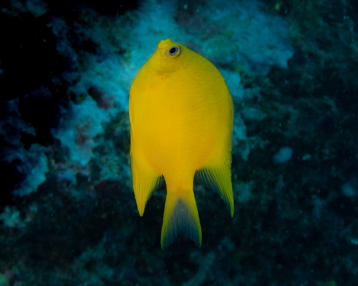 Golden Angelfishj