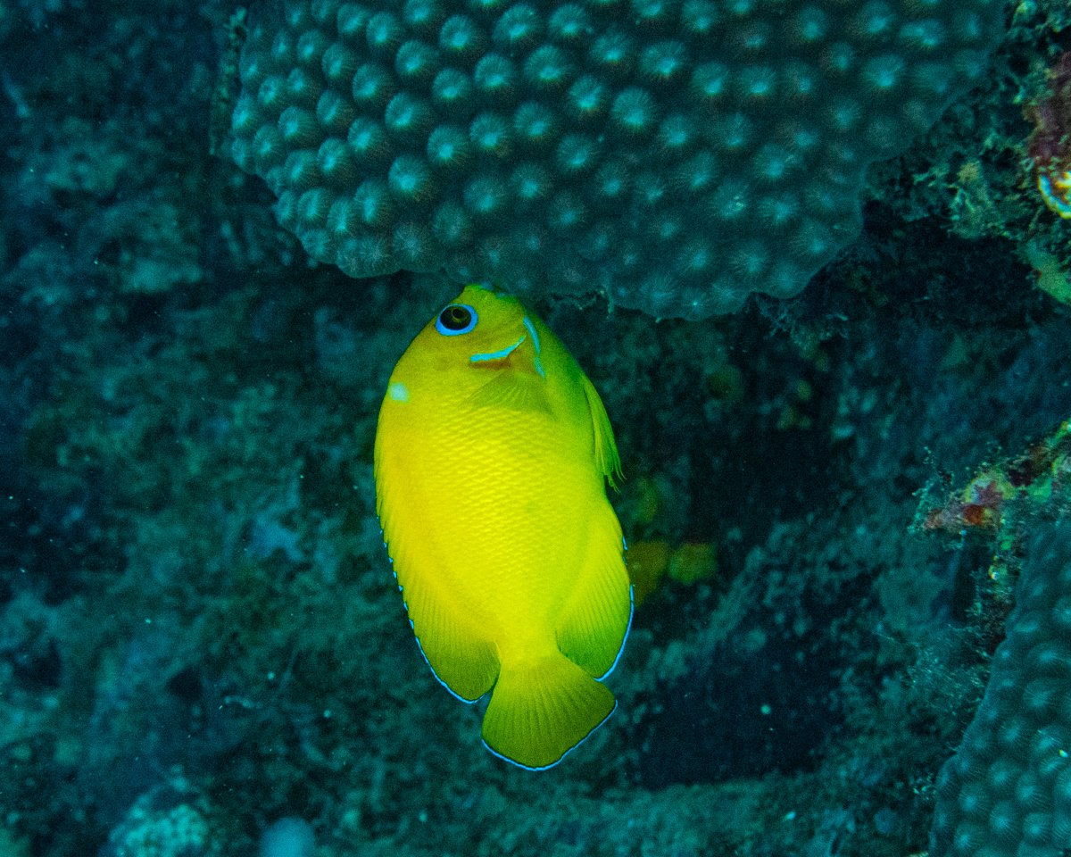 Lemon Angelfish