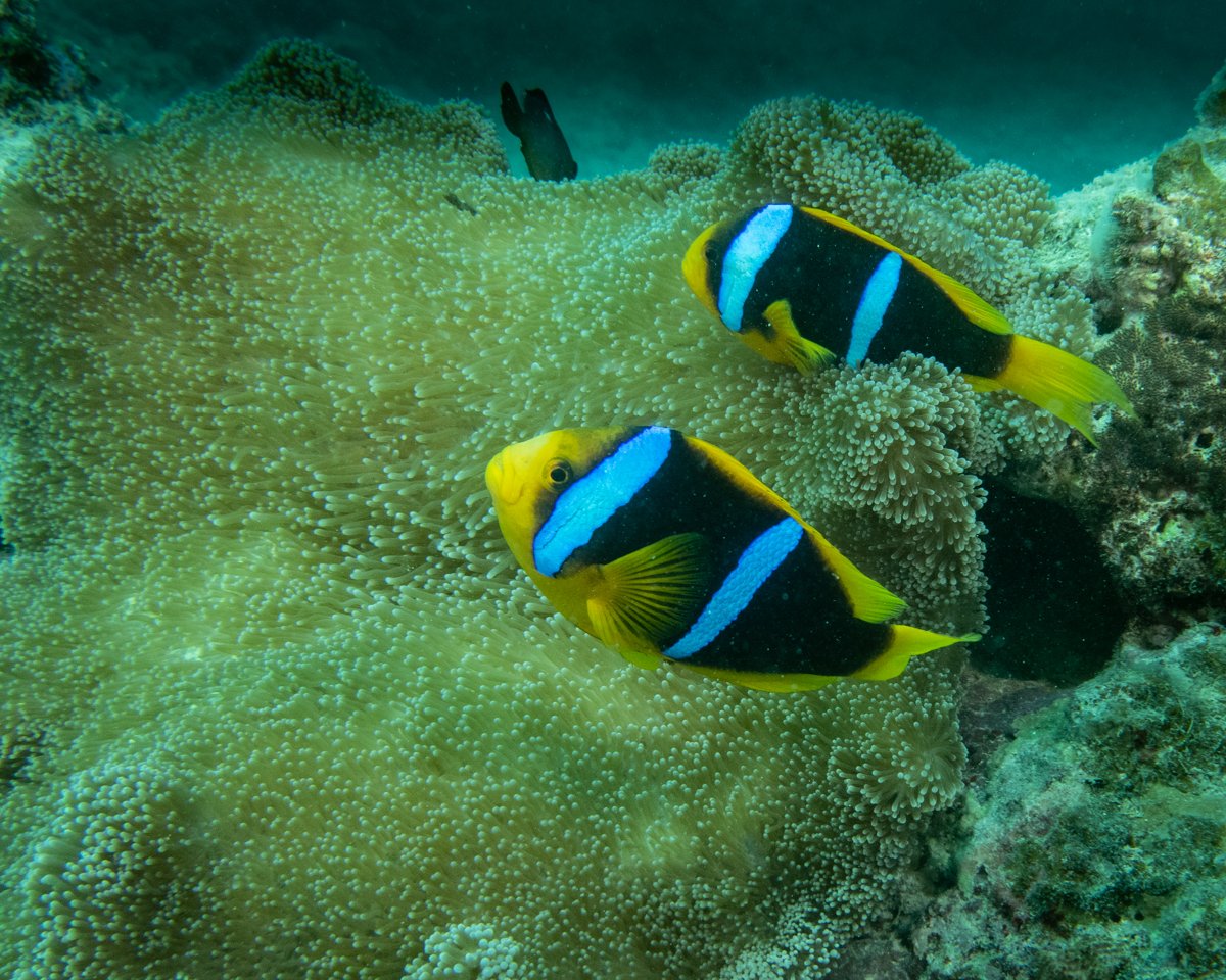 Fiji Anemonefish