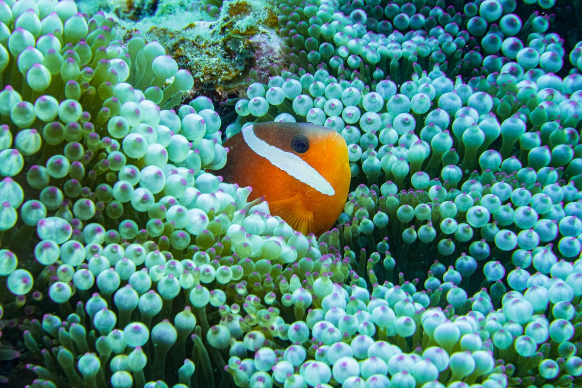 Fiji Anemonefish