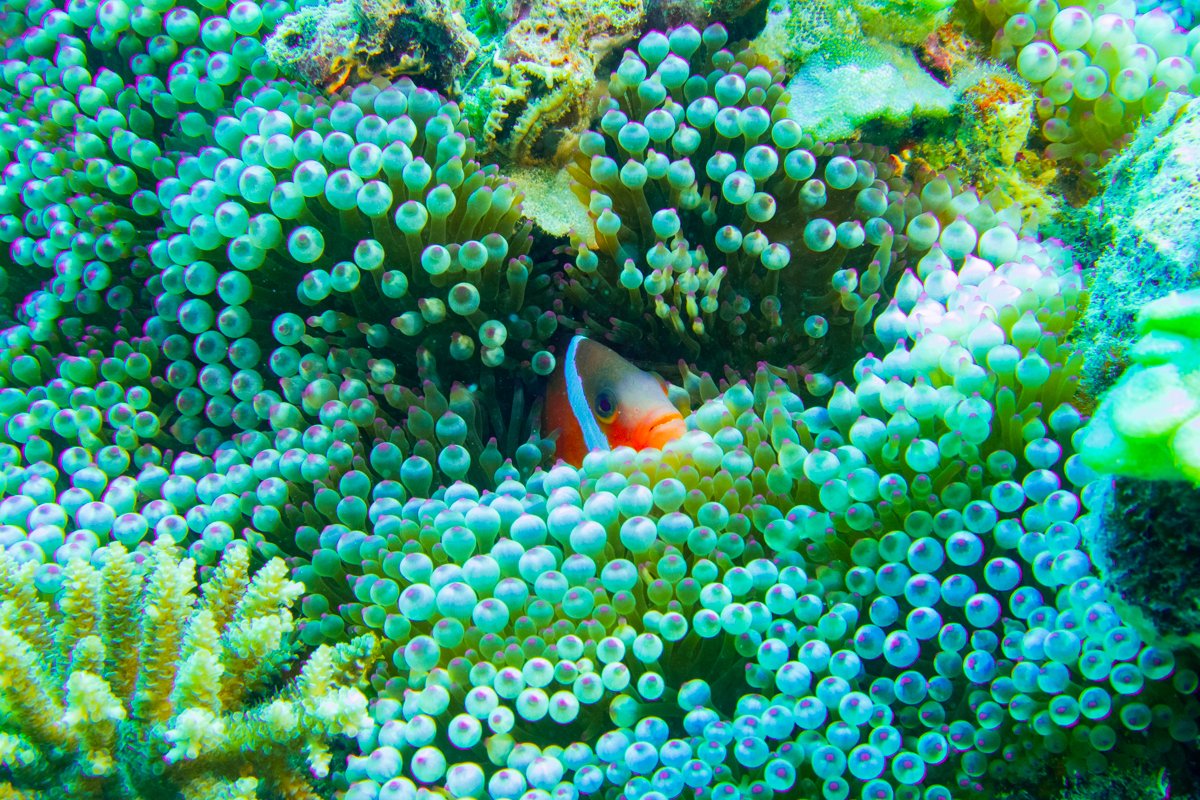 Fiji Anemonefish